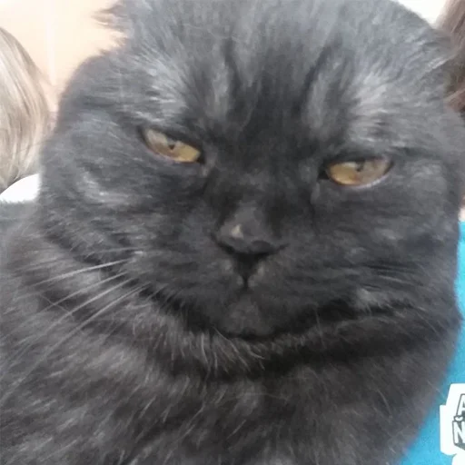 👤 Стикер «Kott_ssbornik» для Telegram