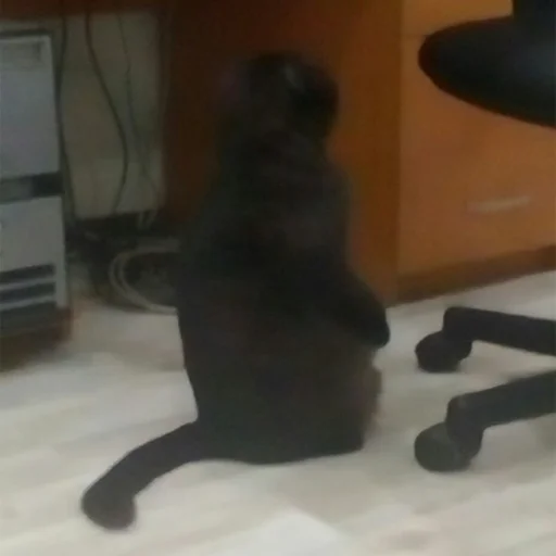 👤 Стикер «Kott_ssbornik» для Telegram