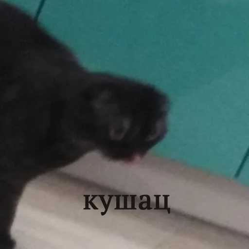 👤 Стикер «Kott_ssbornik» для Telegram