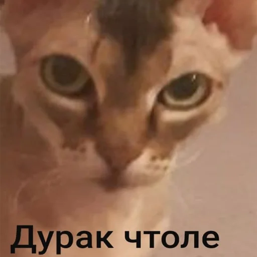 👤 Стикер «Kott_ssbornik» для Telegram