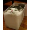 🐱 Эмодзи «👀 коты» для Telegram