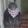 🐱 Эмодзи «👀 коты» для Telegram