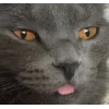 😛 Эмодзи «👀 коты» для Telegram