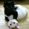 🐱 Эмодзи «👀 коты» для Telegram
