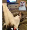 🦵 Эмодзи «👀 коты» для Telegram