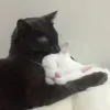 ❤️ Эмодзи «👀 коты» для Telegram
