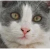 🐱 Эмодзи «👀 коты» для Telegram