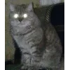 🐱 Эмодзи «👀 коты» для Telegram
