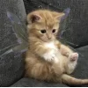 🧚‍♀ Эмодзи «👀 коты» для Telegram