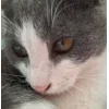 🐱 Эмодзи «👀 коты» для Telegram