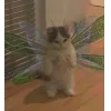 🧚‍♀ Эмодзи «👀 коты» для Telegram