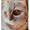 🧐 Эмодзи «👀 коты» для Telegram