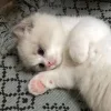 🐱 Эмодзи «👀 коты» для Telegram