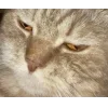 🐱 Эмодзи «👀 коты» для Telegram
