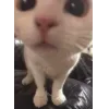 🐱 Эмодзи «👀 коты» для Telegram