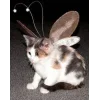 🐱 Эмодзи «👀 коты» для Telegram