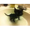 🐱 Эмодзи «👀 коты» для Telegram