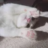 🐱 Эмодзи «👀 коты» для Telegram