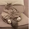 🐱 Эмодзи «👀 коты» для Telegram
