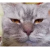 🐱 Эмодзи «👀 коты» для Telegram