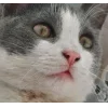 🐱 Эмодзи «👀 коты» для Telegram