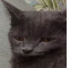 🐱 Эмодзи «👀 коты» для Telegram