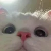 👀 Эмодзи «👀 коты» для Telegram