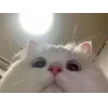👀 Эмодзи «👀 коты» для Telegram