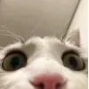 Эмодзи 👀 коты для Telegram — скачать