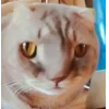🐱 Эмодзи «👀 коты» для Telegram
