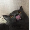 🐱 Эмодзи «👀 коты» для Telegram