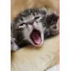 🐱 Эмодзи «👀 коты» для Telegram