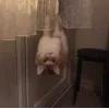 🙃 Эмодзи «👀 коты» для Telegram