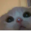👀 Эмодзи «👀 коты» для Telegram