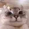 😺 Эмодзи «👀 коты» для Telegram