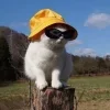 😎 Эмодзи «👀 коты» для Telegram