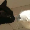 😍 Эмодзи «👀 коты» для Telegram