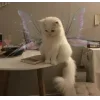 🧚‍♀ Эмодзи «👀 коты» для Telegram