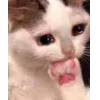 🤔 Эмодзи «👀 коты» для Telegram