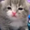 🐱 Эмодзи «👀 коты» для Telegram