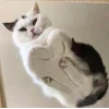 🐱 Эмодзи «👀 коты» для Telegram