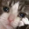 😭 Эмодзи «👀 коты» для Telegram