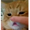 🐱 Эмодзи «👀 коты» для Telegram