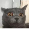 👀 Эмодзи «👀 коты» для Telegram