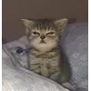 😴 Эмодзи «👀 коты» для Telegram