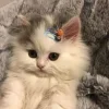 🐱 Эмодзи «👀 коты» для Telegram