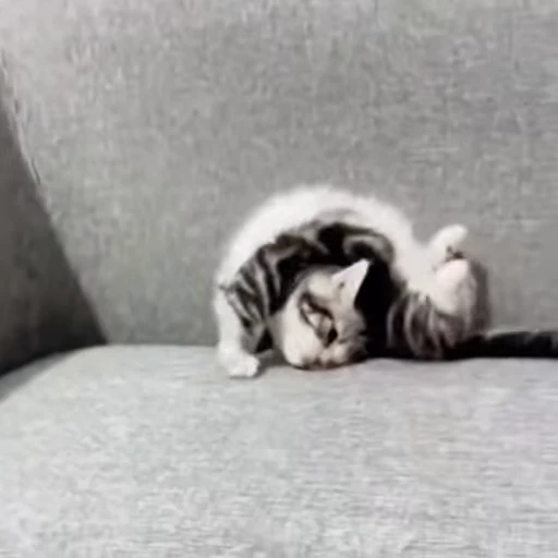 😺 Стикер «Коты мемы» для Telegram