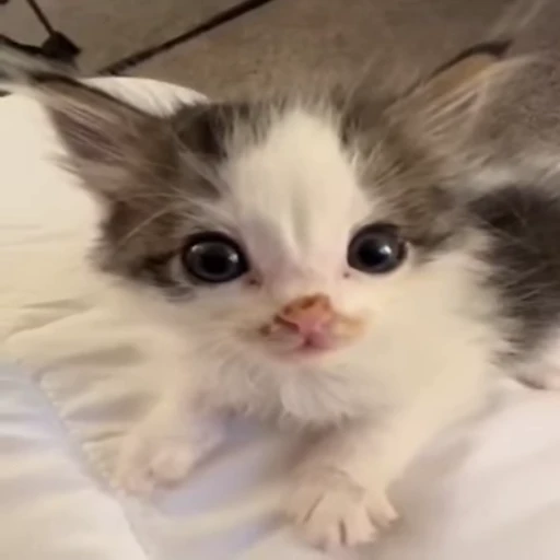 😼 Стикер «Коты мемы» для Telegram