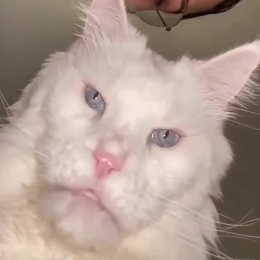 😼 Стикер «Коты мемы» для Telegram