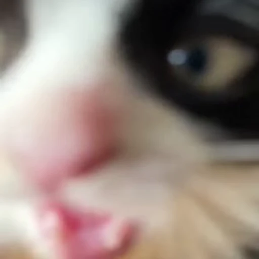😼 Стикер «Коты мемы» для Telegram